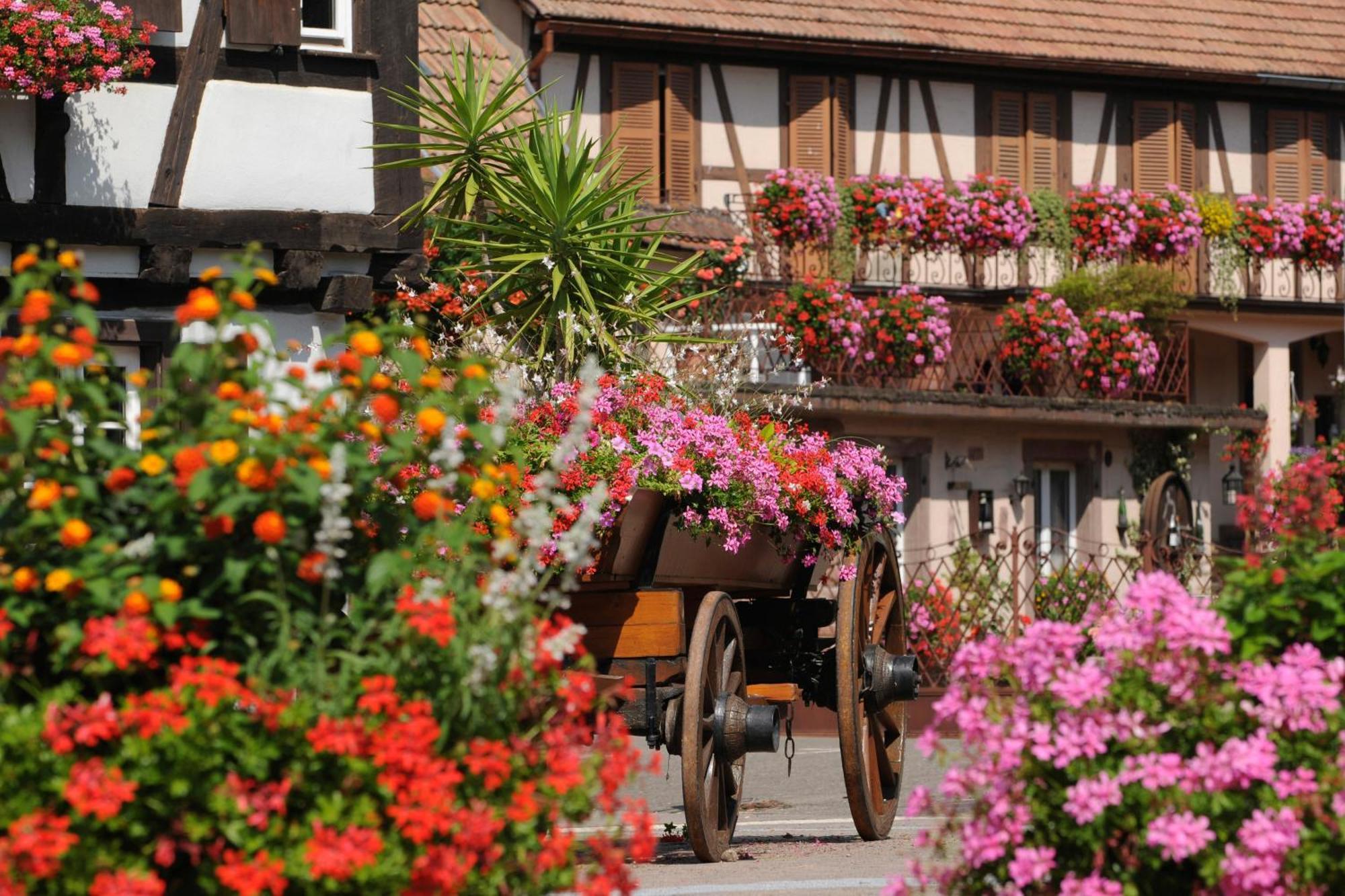 Gite See You Soon - Maisonnette Green Lodge Рибовілле Екстер'єр фото